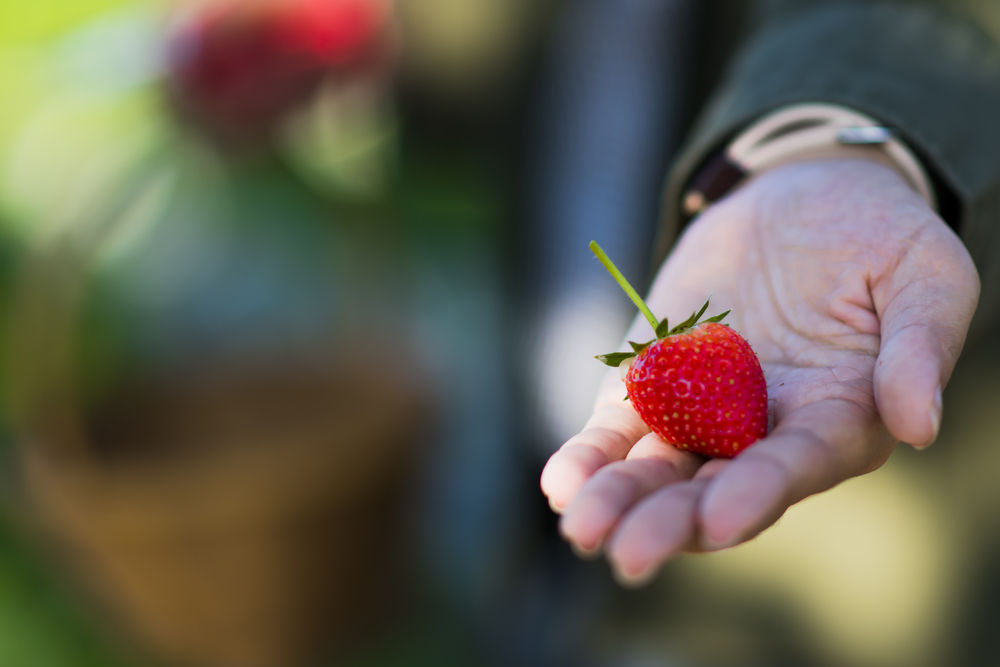 Fresh Strawberry on women hand